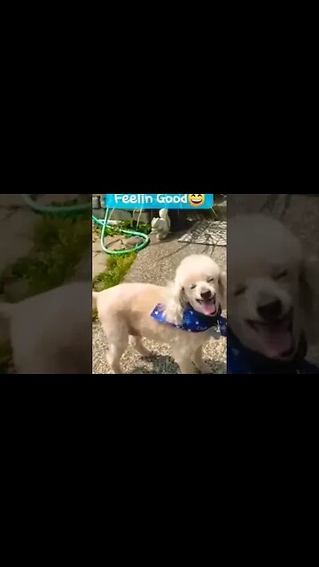 This is how we do bonita! #seniordog #dog #love