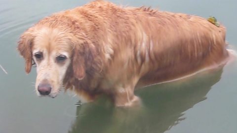 A Standoff Between A Dog And Frogs In A Pond