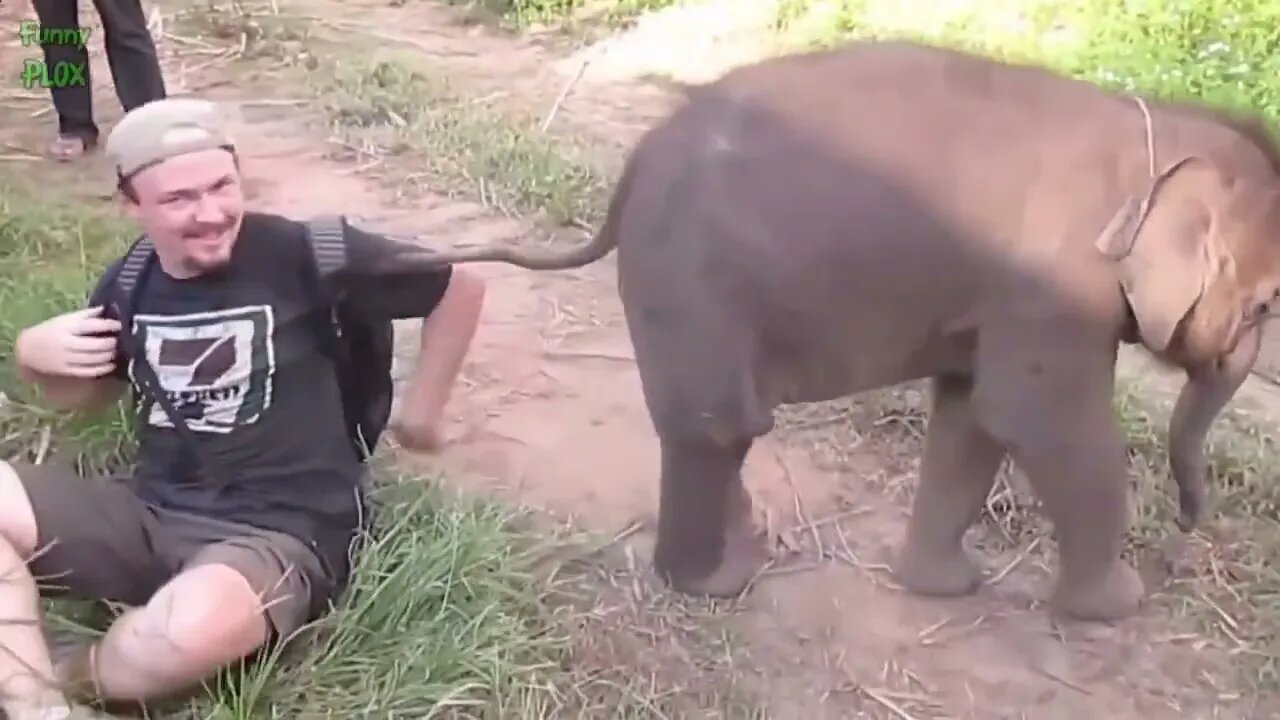 Funny and Cute Baby Elephant Compilation