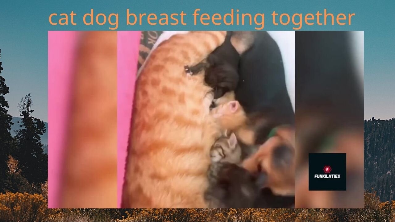 Cat and Dog breast feeding together