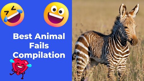 Best Animal Fails Hilarious Moments