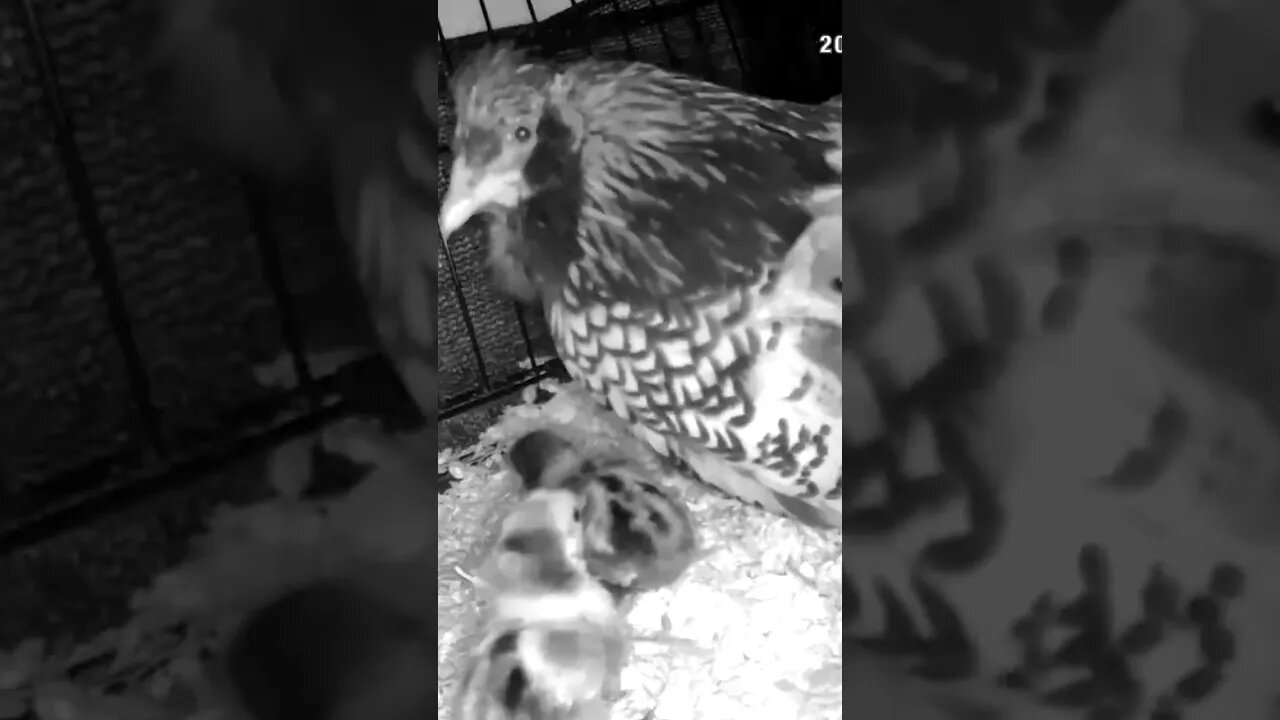 Checking on Chicks abandoned by mother are put in with another hen and her chicks