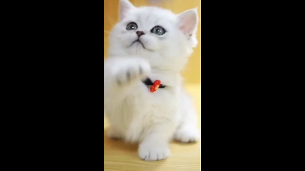 funny cat videos_funny cat videos 2021_funny cat videos compilation @short -_Full-HD(1)