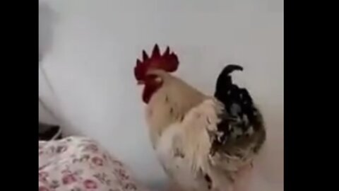 Latest technology alarm clock rooster, funny video