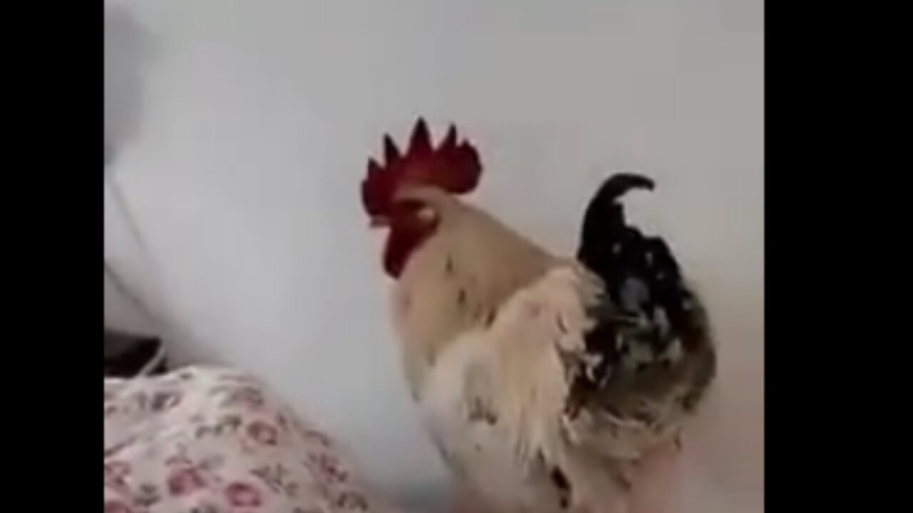 Latest technology alarm clock rooster, funny video