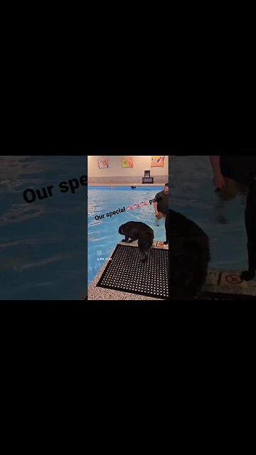 Labrador Retrievers Swimming Pool #dogtraining