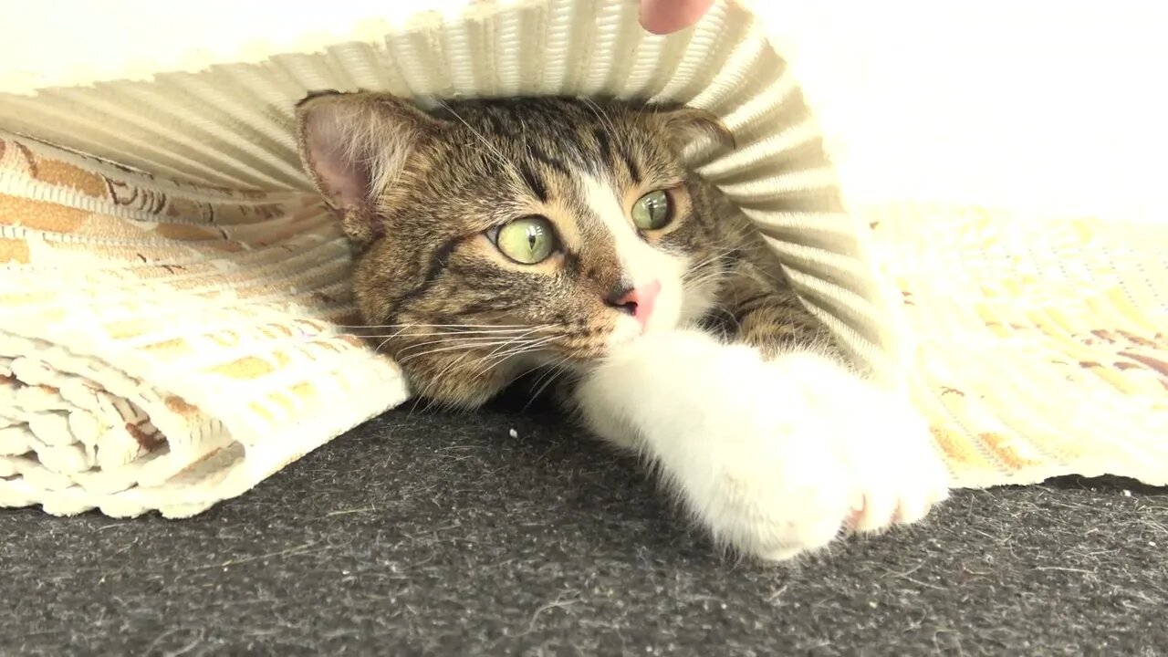 The Cat under the Carpet