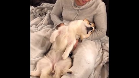 Unquestionably the laziest corgi ever!