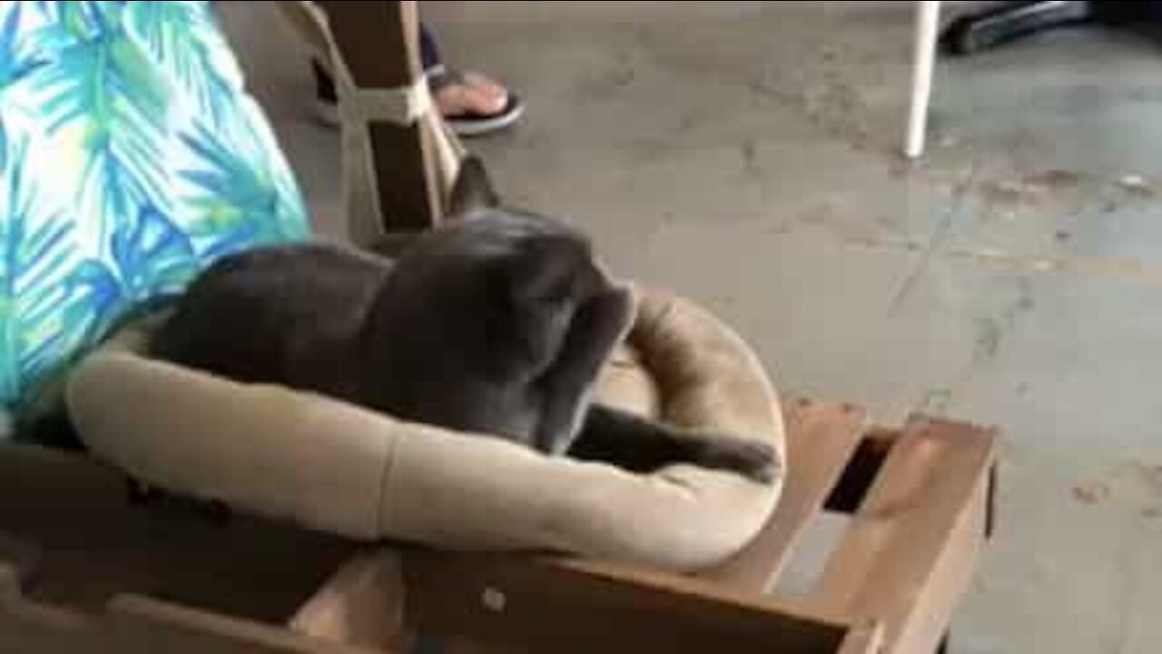 Gato tem ataque de espirros cómico