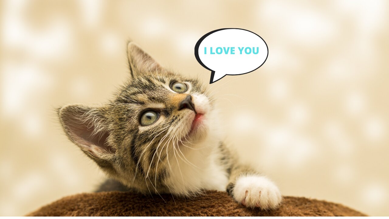 Funny and cute life of the cat The cat and its owner are best friends videos