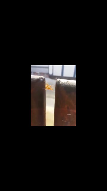 उनका तालमेल देखने में बेहद खूबसूरत है Their harmony is so beautiful to see සමගිය බලන්න කොච්චර ලස්සනද