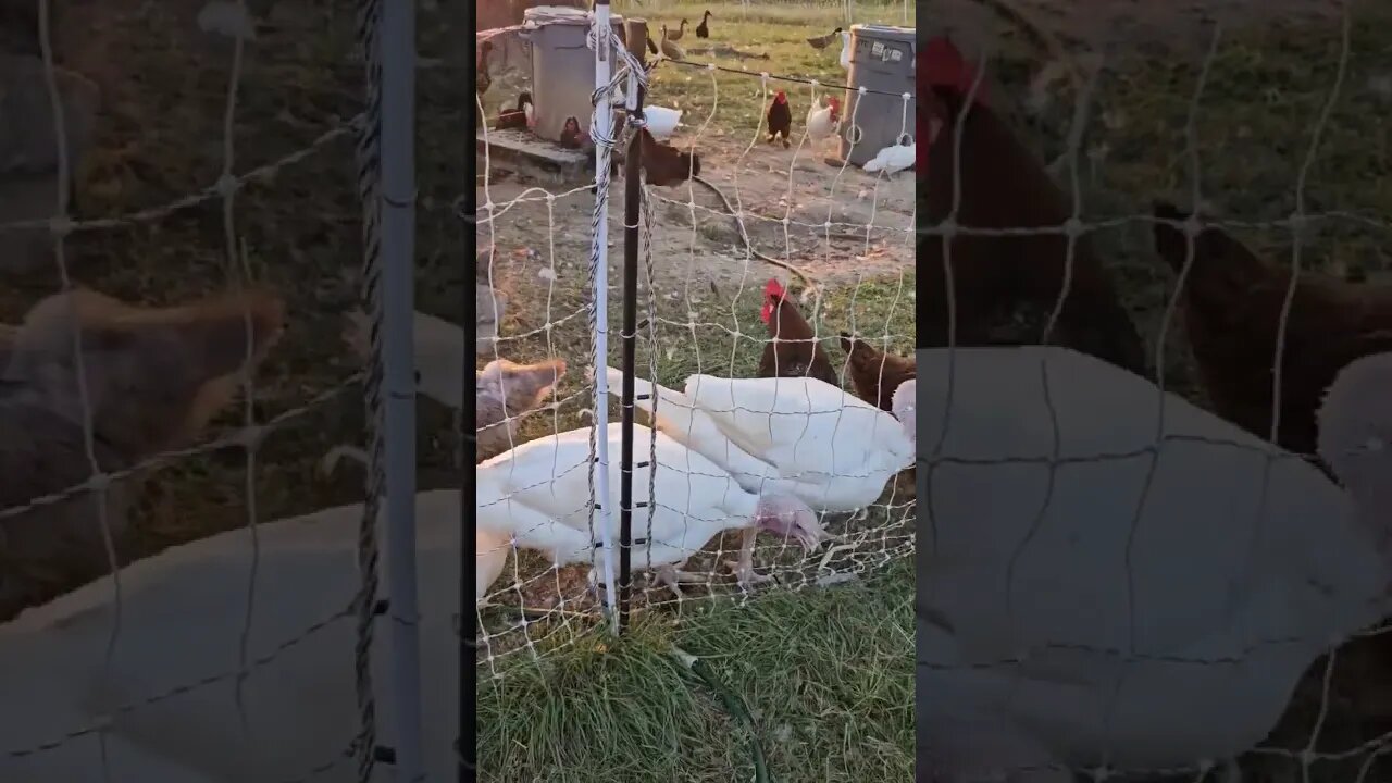 another hot and hazy day #chicken #video #turkey #duck #shorts #homestead #farm #farmlife