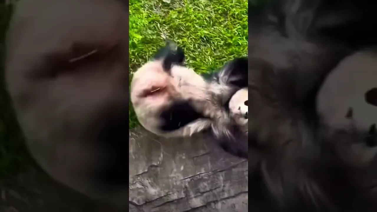 do not walk, they roll 🤣 #shorts #viral #funny #subscribe #funnyanimals #panda