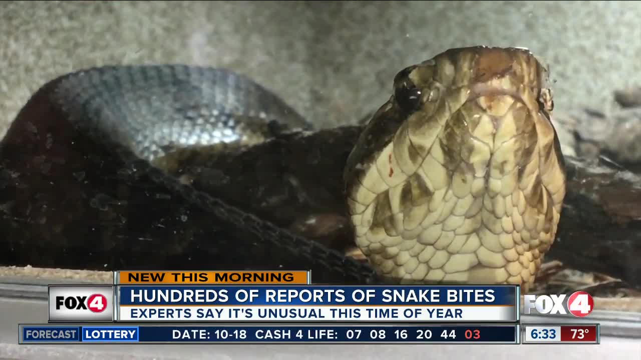 Important facts to know about snakes in Southwest Florida