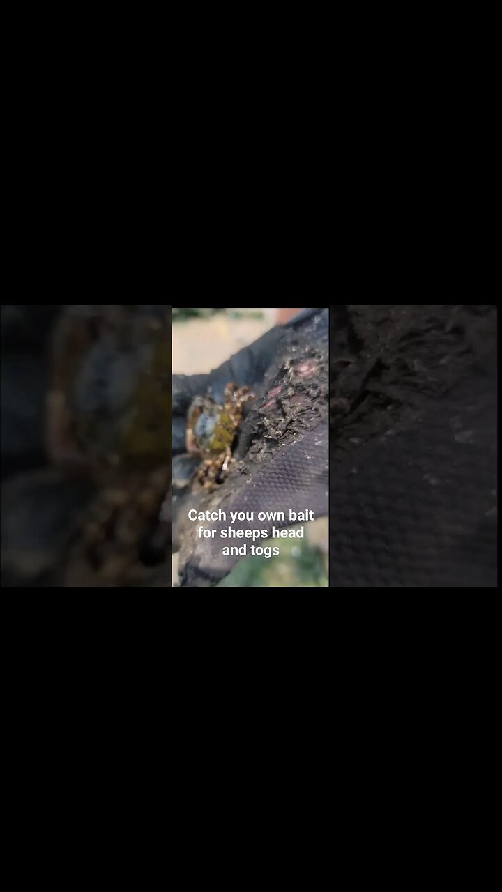 catch your own bait #crabs #catchingbait #catchingcrabs