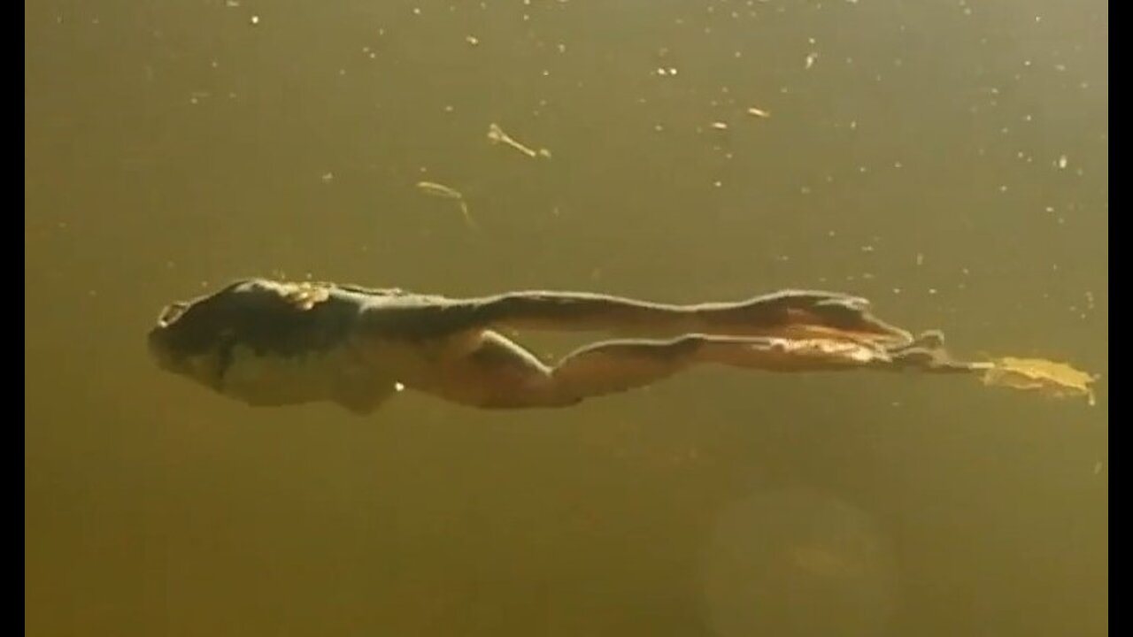 A Frog Swimming Underwater