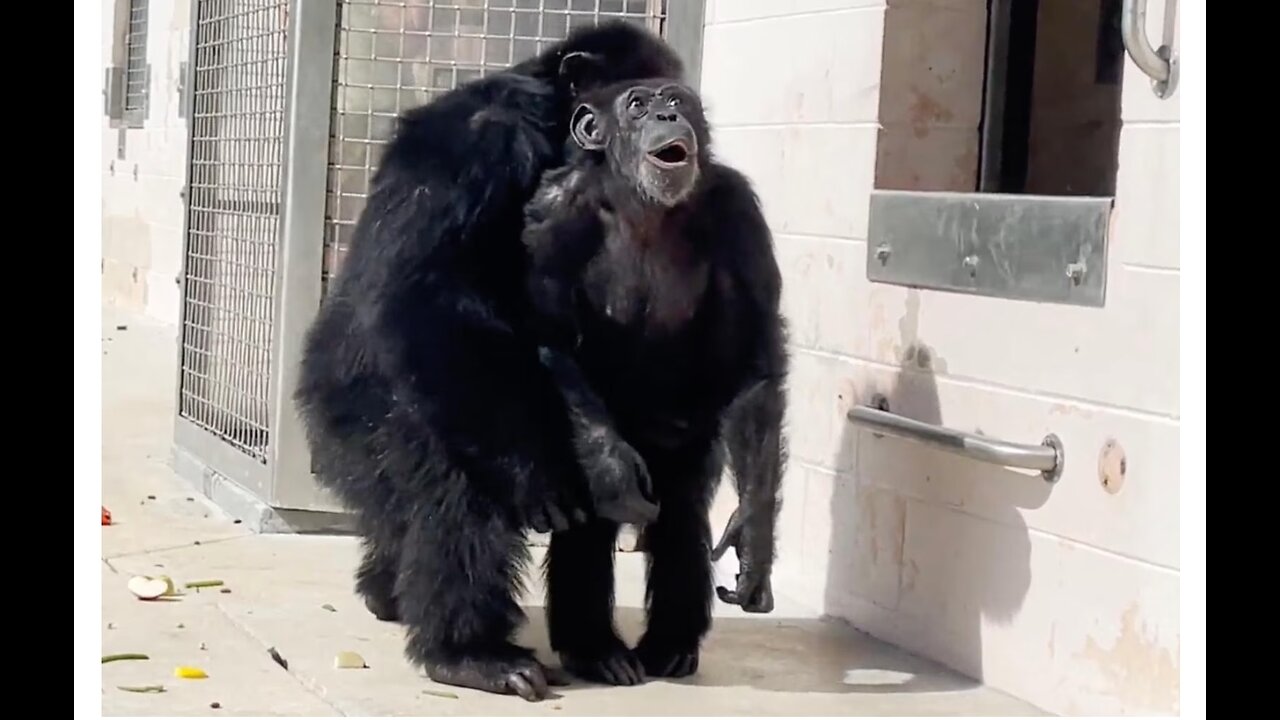 Vanilla the chimp caged for entire life sees sky for first time in heartwarming video