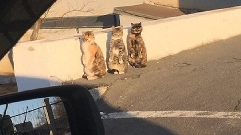 3 Cats Get Caught Pretending To Be Humans, And React In Sychronization