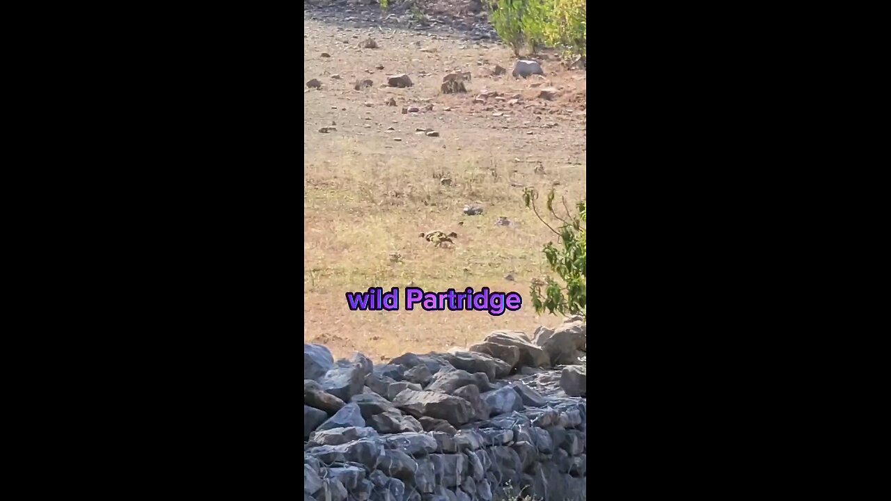 wild partridge/francolin