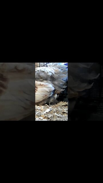 The secret lives of baby sebright chicks