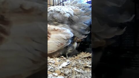 The secret lives of baby sebright chicks
