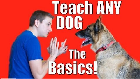 DOG Training 101 🐕‍🦺