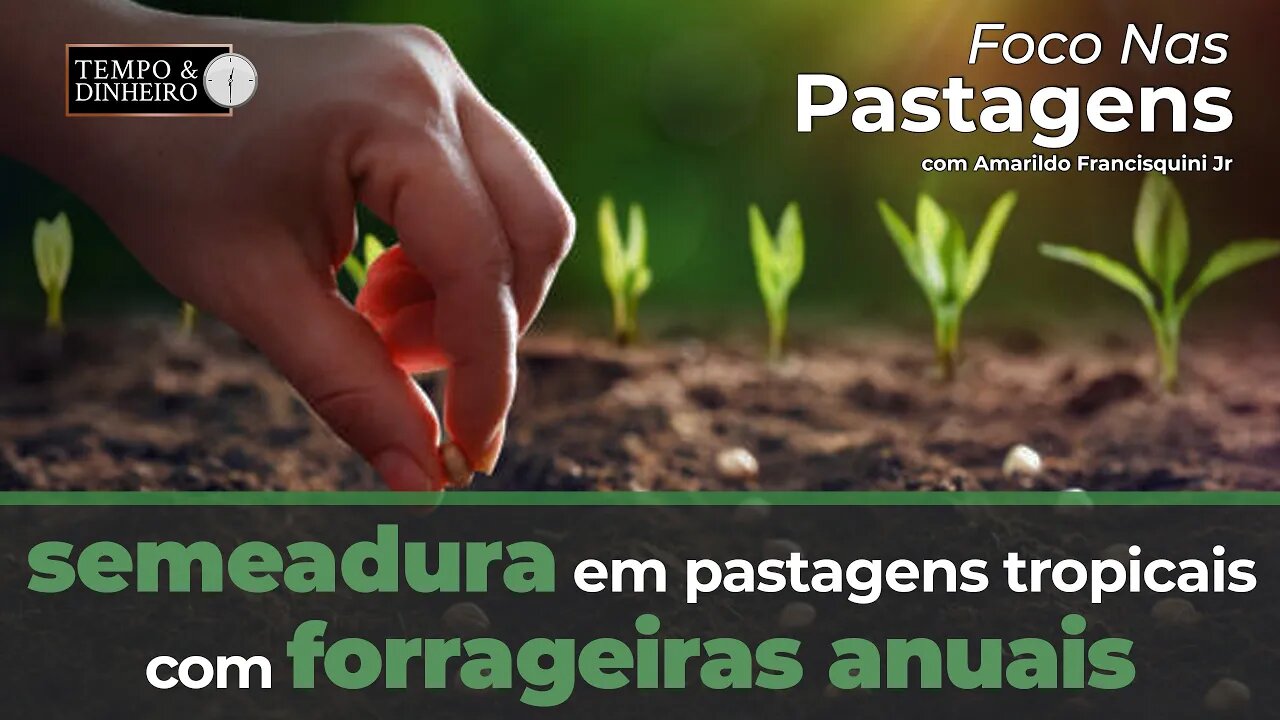 Foco nas Pastagens hoje com a sobre semeadura em pastagens tropicais com forrageiras anuais.