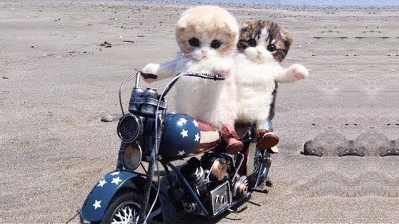 Omg So Cute Cats Best Funny Cat Videos 2021