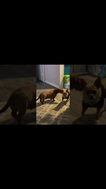 Who Let The Dogs Out? #shorts