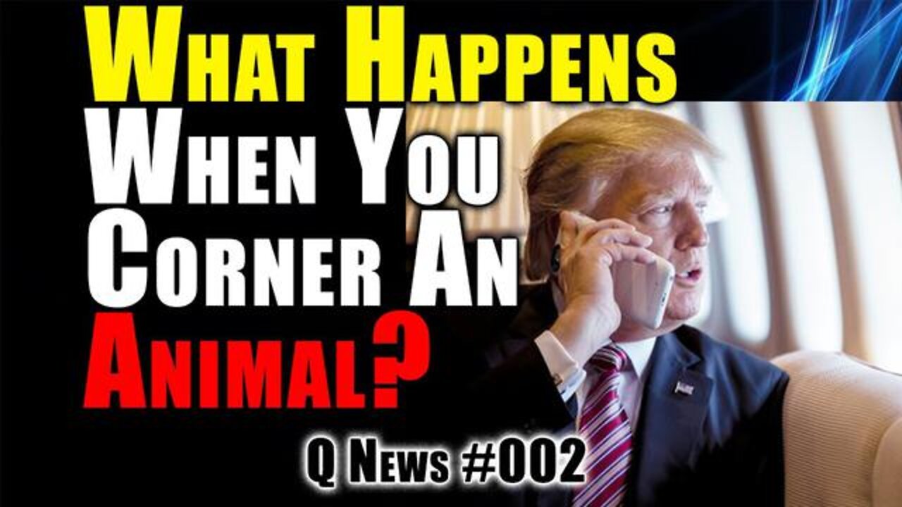 WHAT HAPPENS WHEN YOU CORNER AN ANIMAL? - TRUMP NEWS