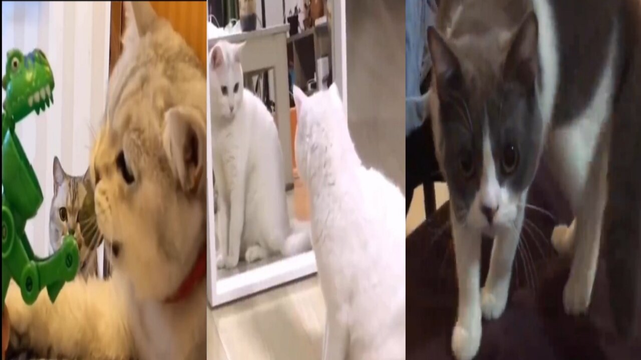 Cat Comedy Video Cat Funny video Part3 #CatShort #CatVideo