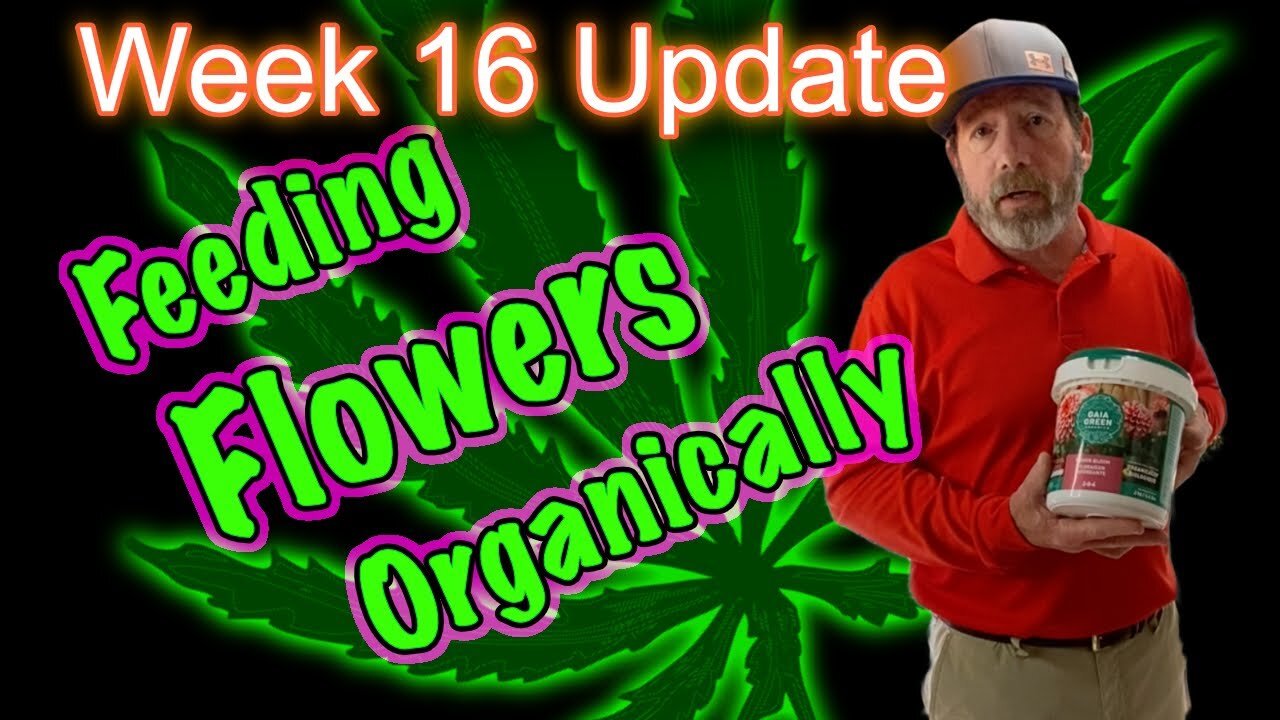 Week 2 of Flower (Week 16) - OG Kush & Bruce Banner Cannabis Grow in 2x4 Tents