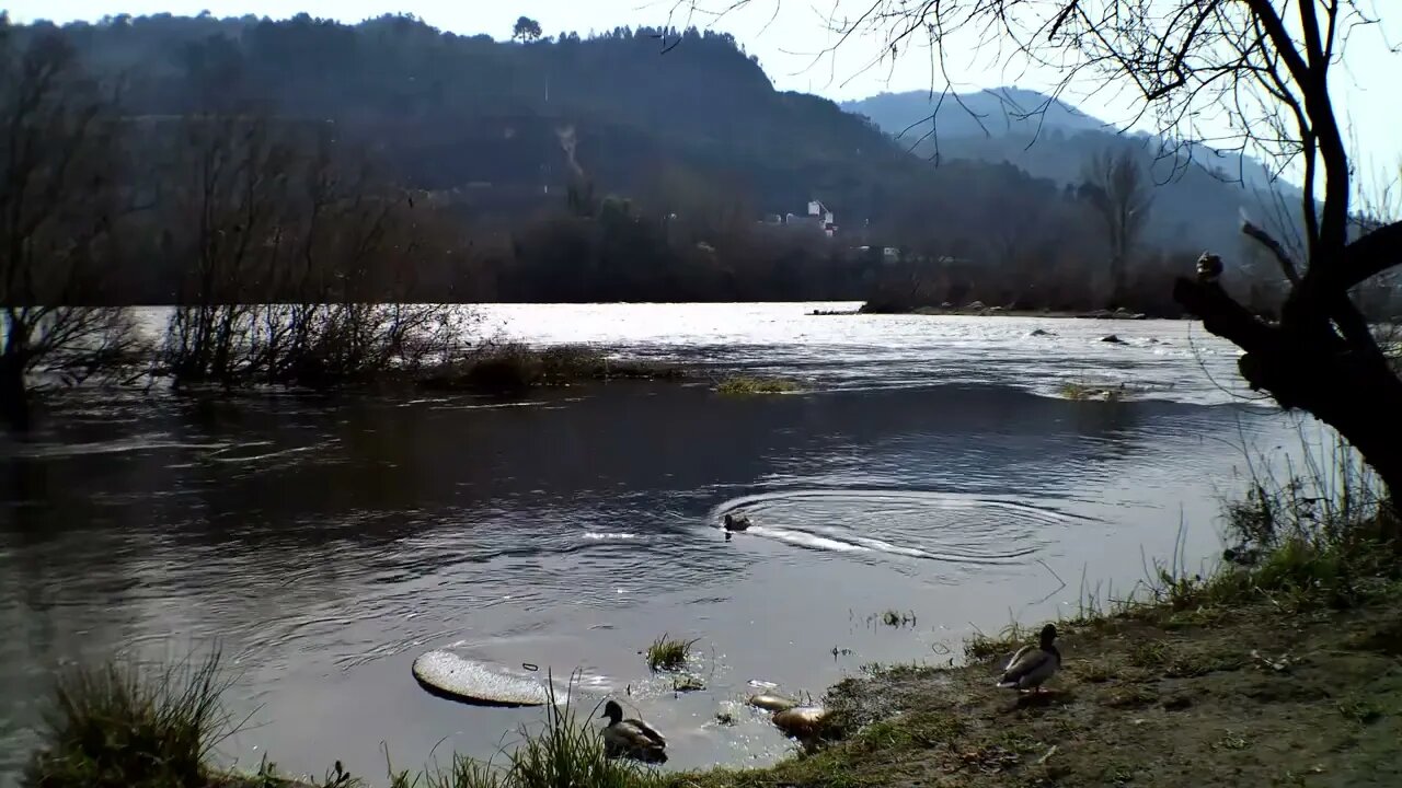 Ducks in Miño River as it passes through the Muiño da Veiga hot springs in Ourense, Galicia