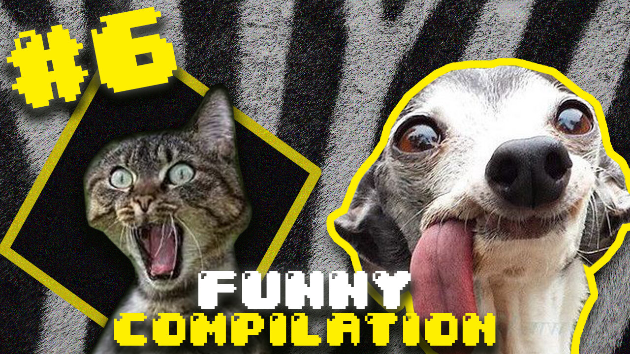 Compilation of cute and super funny animals, try not to laugh #6