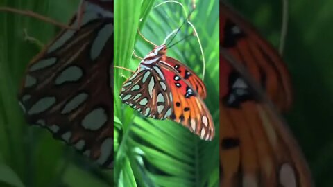 Friday Night Feel Good - Butterfly up close spotted in Home Depot GA VETS STRESS RELIEF 9-16-22