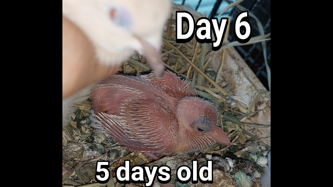 Ringneck Dove babies day 06. I had to take away one other the babies