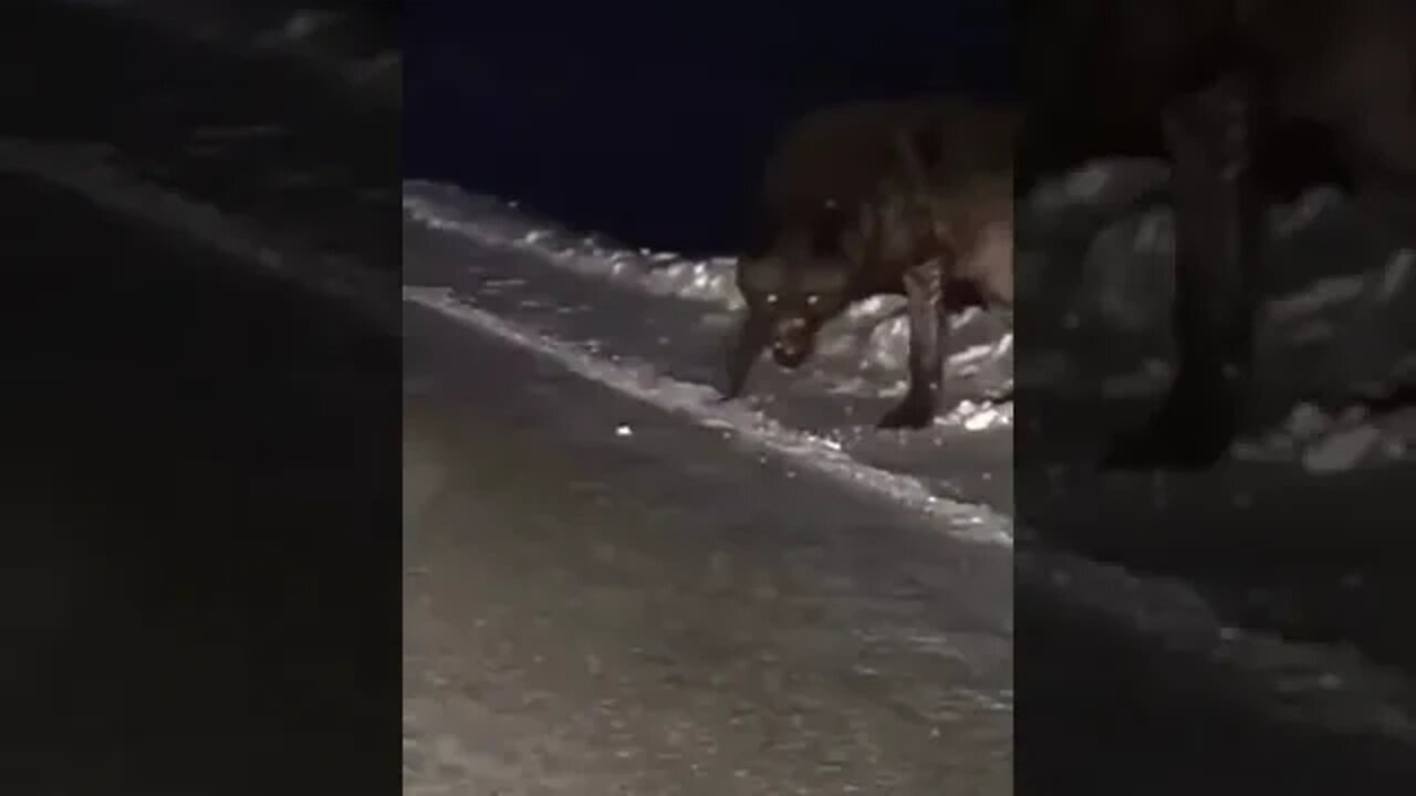 SHORTS - funny short videos-4