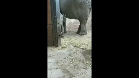 funny baby elephant