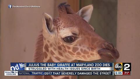 Julius the baby giraffe at The Maryland Zoo dies