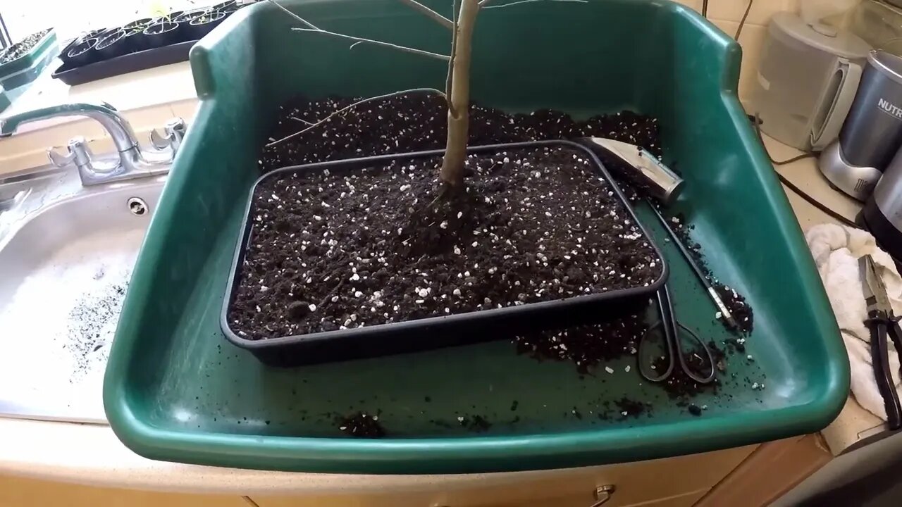 Japenese Elm Zelkova serrata Root prune, branch trim and re pot into full size seed tray