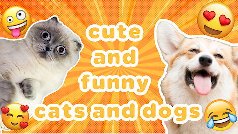 Cute and funny Cats and Funny Dogs