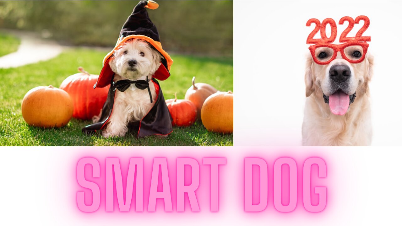 Smart Dogs are Cute & Funny-2022