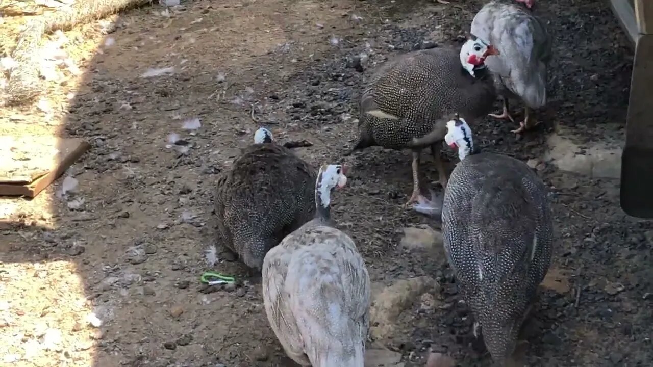 Guinea fowl hide from eagle