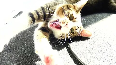 Sweet Kitten Yawns and Stretches in the Sun