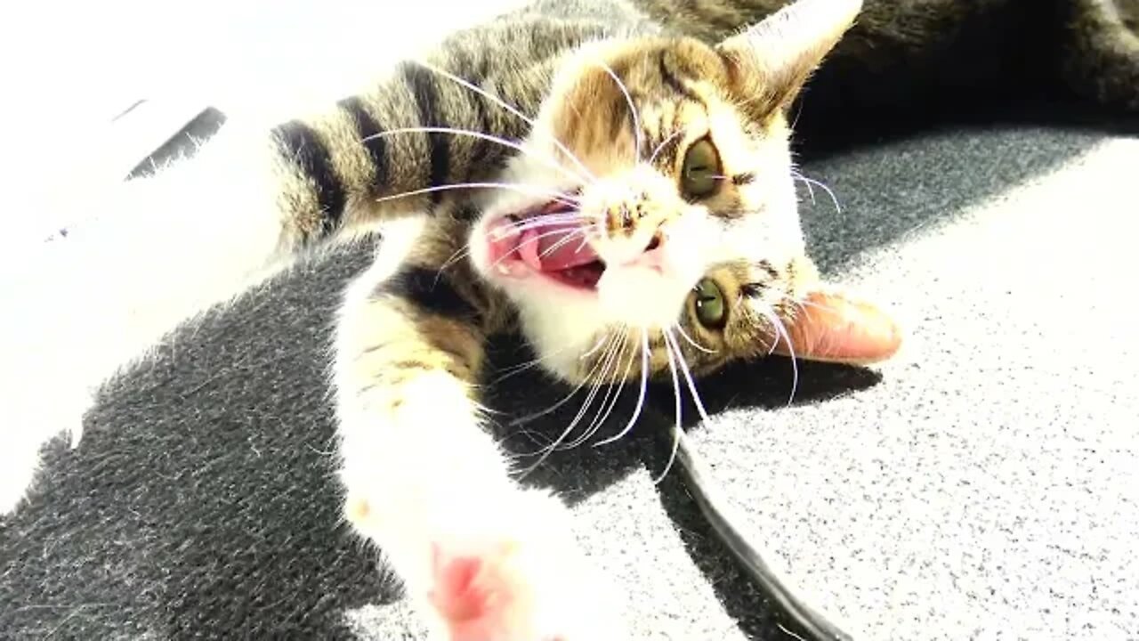 Sweet Kitten Yawns and Stretches in the Sun