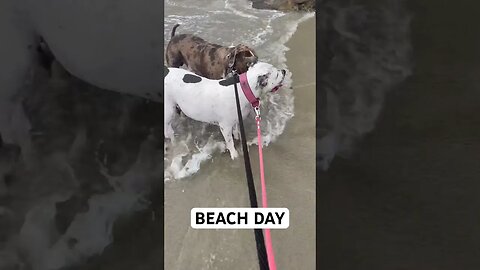 BEACH DAY WITH THE PUPS