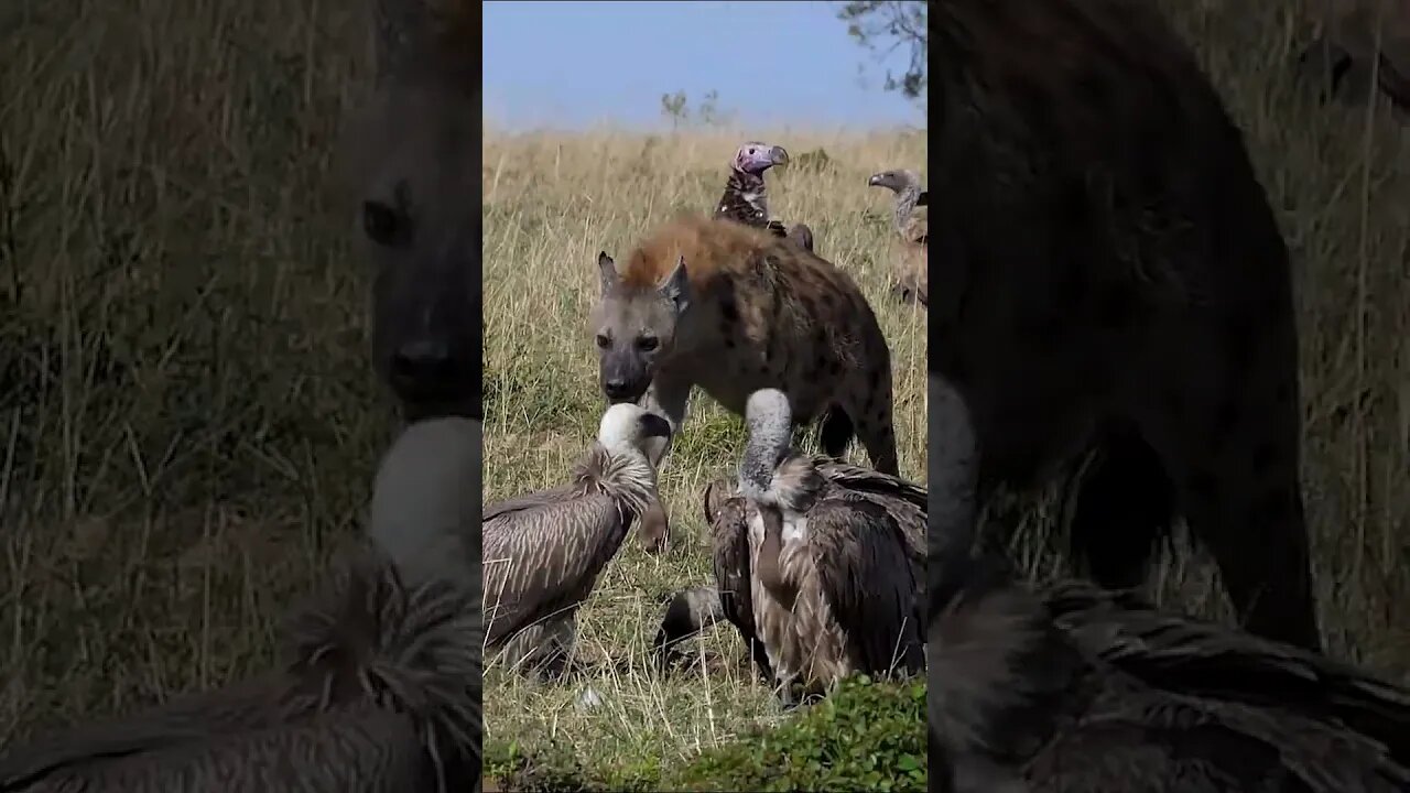 Hyena and Vulture's Mealtime #shorts #short