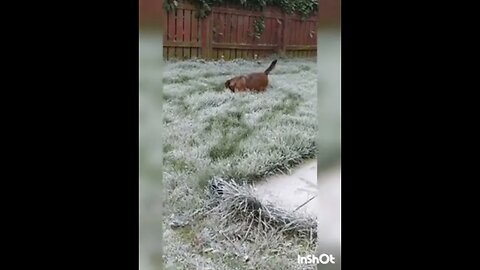 Dog running happily in frozen grass