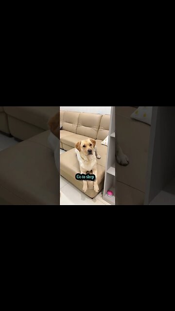 I didn't expect a dog to have such a strong desire for revenge!