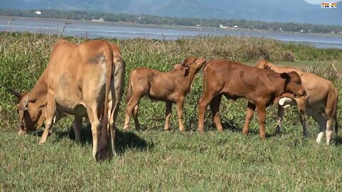 FUNNY COW │ Cow Song & Cow Videos 2021